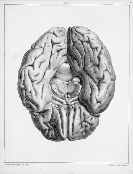 Il cervello apprende dei modelli ed è in grado di prevedere il futuro in base ad essi