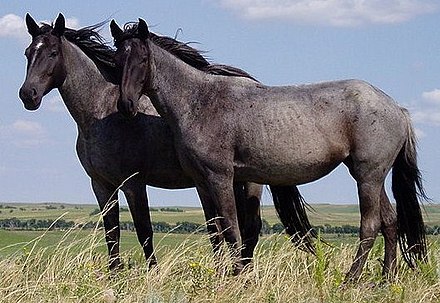 L'antenato del cavallo domestico nacque nelle steppe del Mar Nero