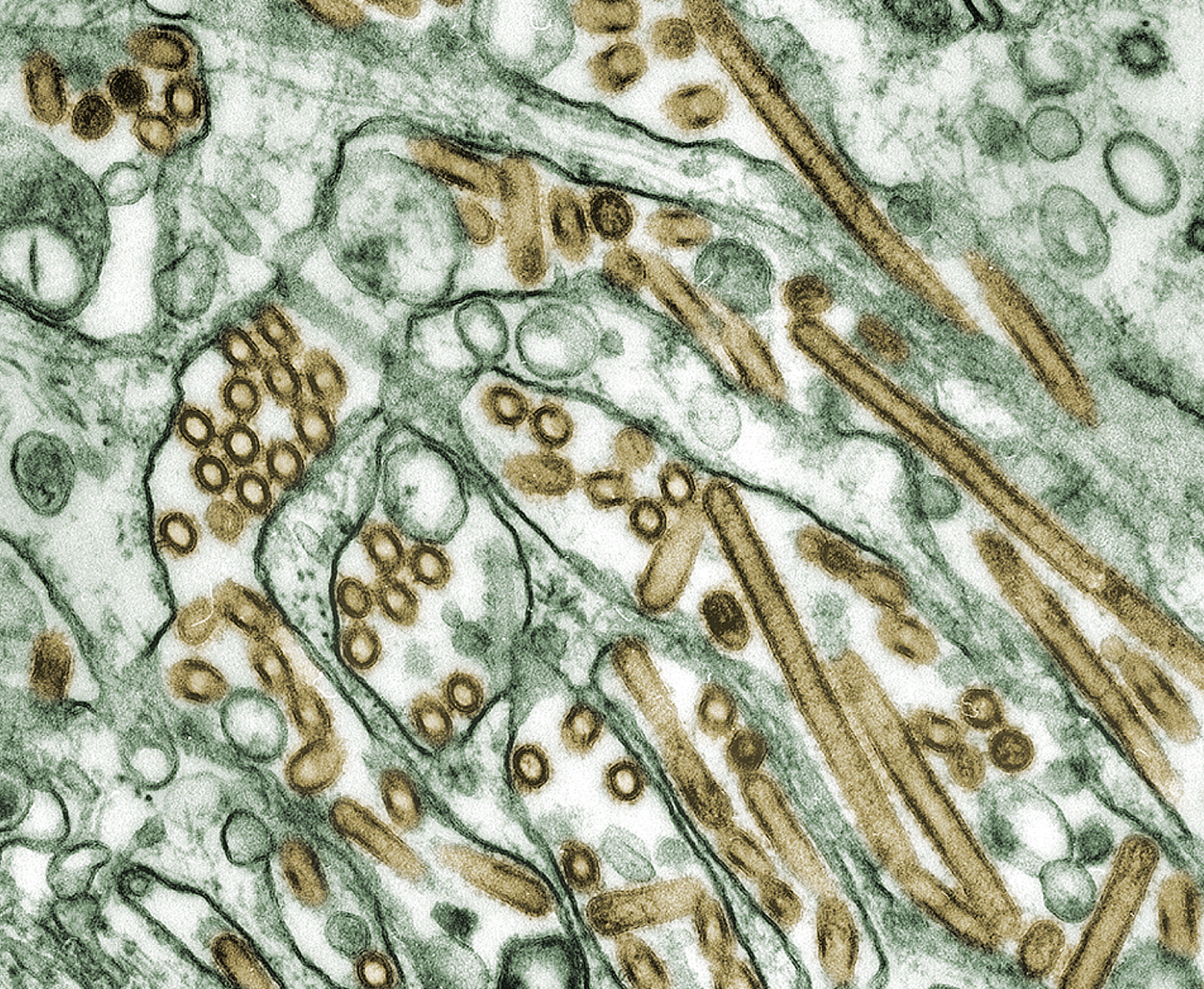 L'aviaria colpisce le mucche: la situazione