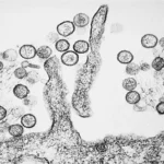 Hantavirus, vantaggi e svantaggi della lunga incubazione